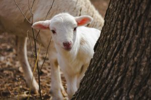 A not even one day old lamb peeking out behind the try inquisitively