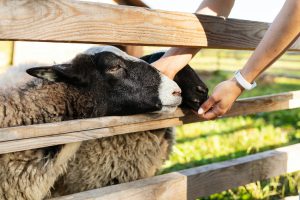 Hand touching sheep's wool, paddock with sheep. Farm, pet, wool production.