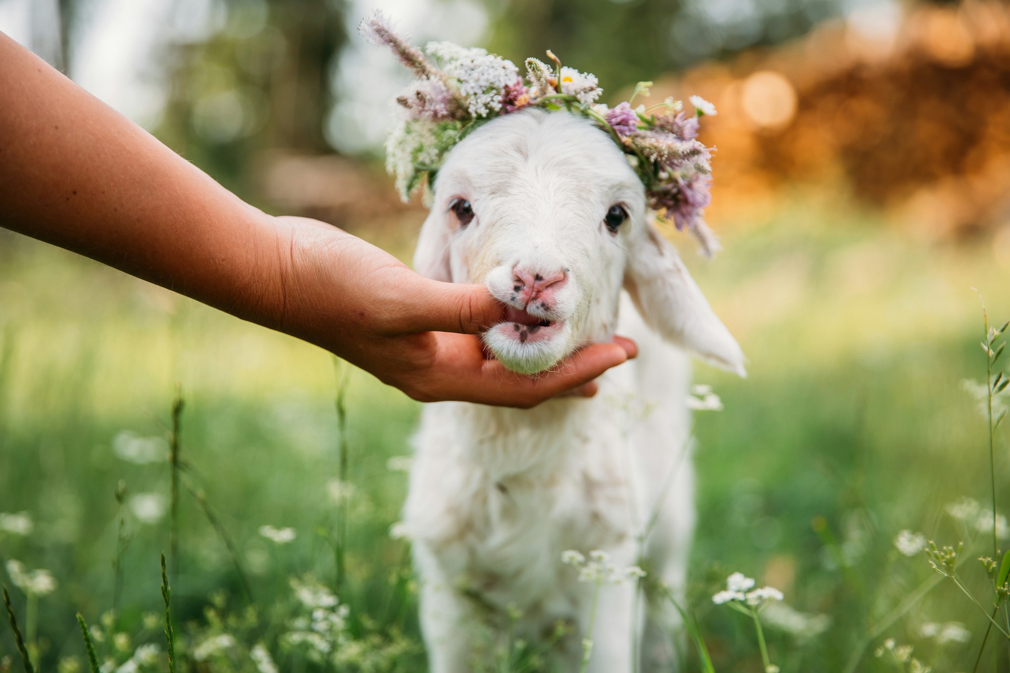 Lamb with flower crown