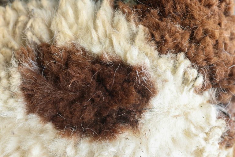 Sheep fur. Wool texture. Closeup background.