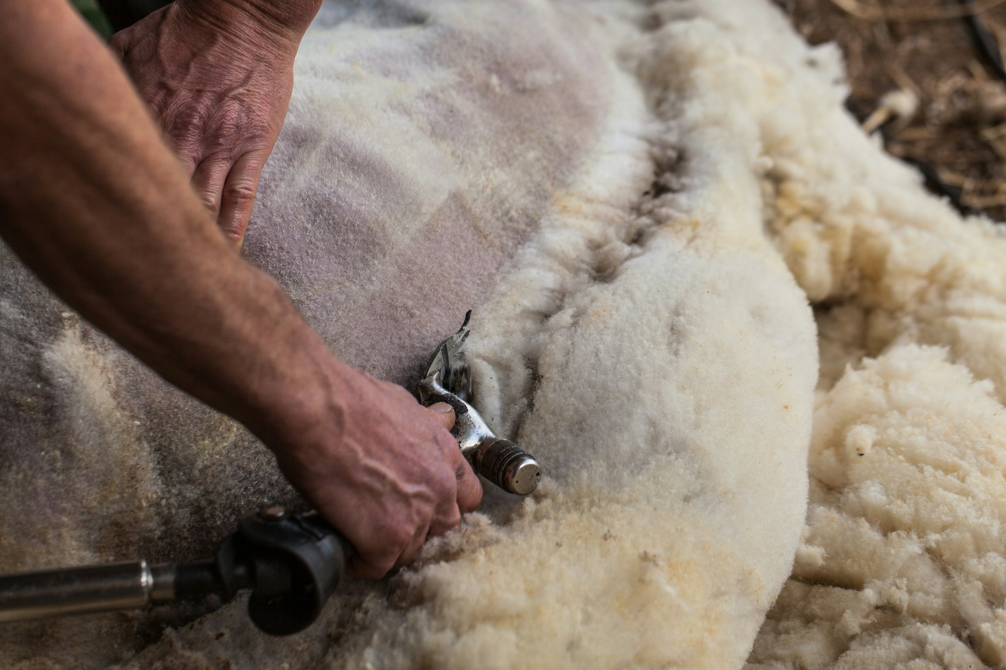 Sheep Shearing At Callow Farm, Stonesfield