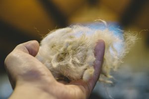 Sheep wool in hand