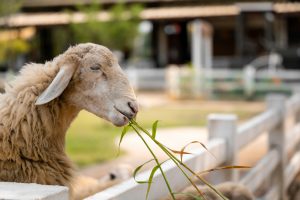 Sheep and lamb grazing peacefully in a green field, Behind a white fence, on a farm.